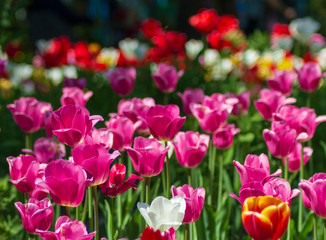 Bright pink tulips