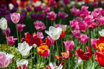 Tulips of different colors in a meadow