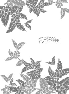 Coffee branch.Natural organic caffeine. Plant with coffee leaf,berry,bean,fruit, seed. Hand drawn vintage coffee collection vector illustration.