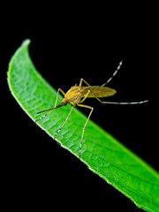 Yellow Fever, Malaria or Zika Virus Infected Mosquito Insect Macro Isolated on Black Background