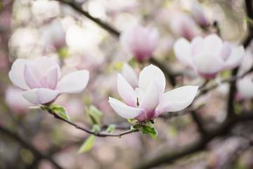 Blossoming of pink magnolia flowers in spring time, floral background