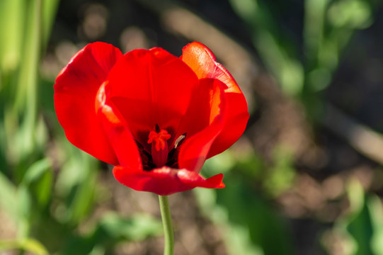 Fototapeta Beautiful big red tulip close-up