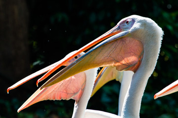 Great Whtie Pelican