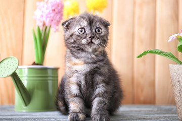 Cute kitten near pot with beautiful plant on floor at home