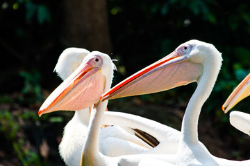 Great Whtie Pelican