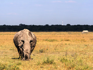 Southern White rhinoceros, Ceratotherium simum simum, mud cover, Botswana