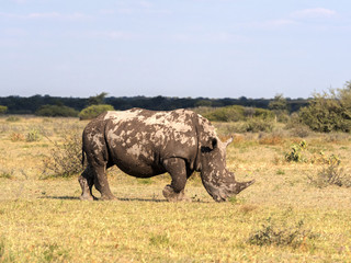 Southern White rhinoceros, Ceratotherium simum simum, on Botswana pasture