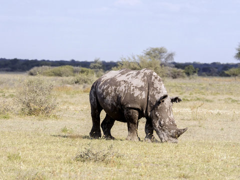 Southern White rhinoceros, Ceratotherium simum simum, mud cover, Botswana
