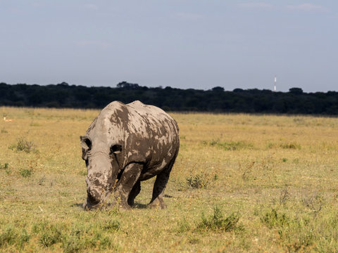 Southern White rhinoceros, Ceratotherium simum simum, mud cover, Botswana