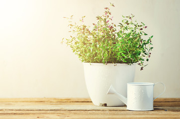 Fresh rosemary herb growing in pot on wooden background. Organic herbs with sunny leaks. Copy space. Banner