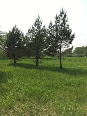 tree оf forest edge