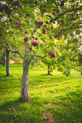 Quebec Apples, Canada