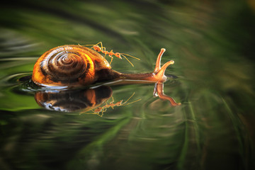 Close up of ant and snail floating on water