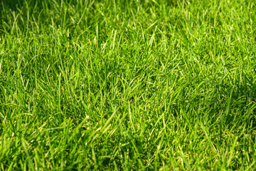 Obraz premium Green fresh grass background