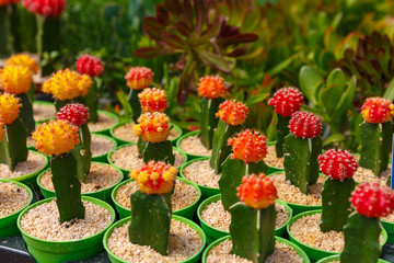 Group of blooming decorative cactuses