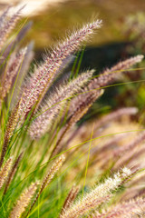 Young eared grass glowing on the sun