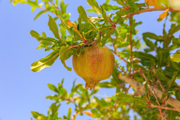 Small unripe pomegranate at sky background