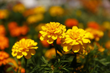 Three ripe dahlia yellow flowers