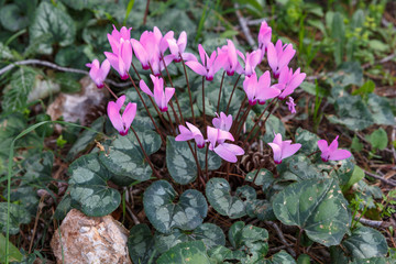 Bush of beautiful wild pink cyclamens