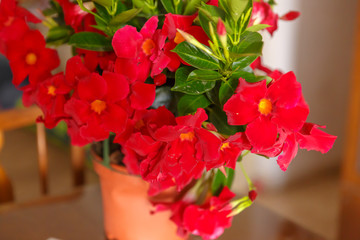 Red mandevilla in pot