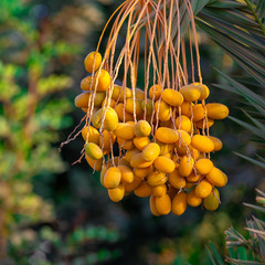 Naklejka premium Yellow unripe dates on the palm