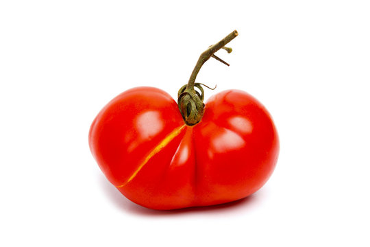 One tomato is a siamese twins