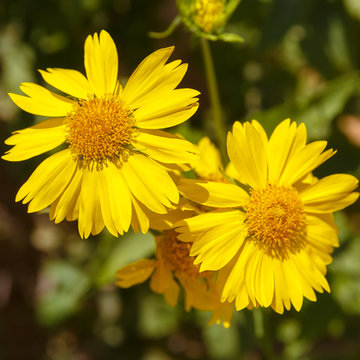 Closeup of pair yellow chrysanthemum coronarium