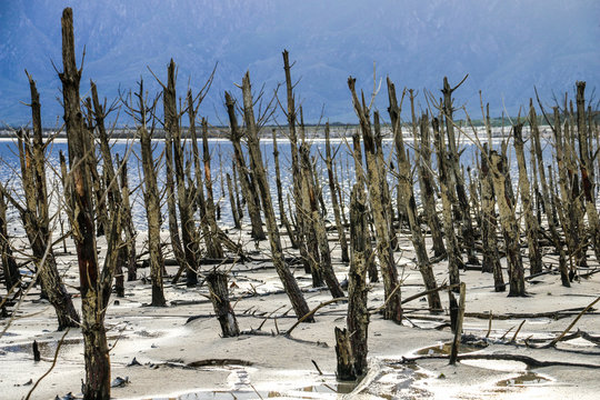 Dead trees on the banks of a lake during the drought, Western Cape, South Africa