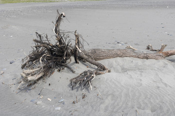 砂浜の流木