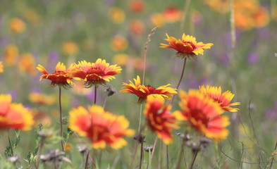 wild flowers on meadow