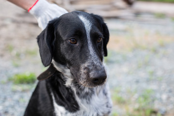 Close-up portrait of homeless sad hound dog waiting fow its new owner