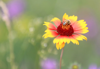 Bee gathering honey on flower