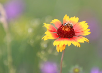 bee gather honey in flower
