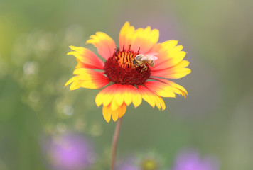 Bee gathering honey on alone flower