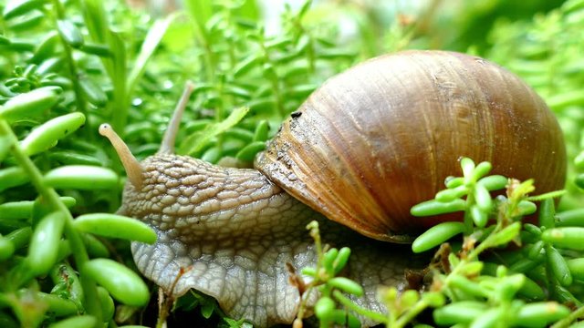 Snail moving on green plants in the garden, UHD.