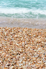 Seashells on a sandy beach near the sea