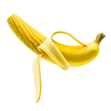 Corn stalks in banana