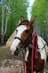 Fototapeta premium Horse in the forest