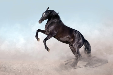 Fototapeta na wymiar Black horse rearing up
