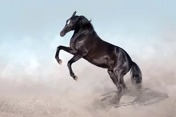 Gordijnen Black horse rearing up © kwadrat70