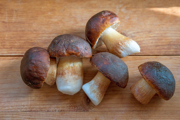 five wild white mushrooms lie on a wooden background in sunlight