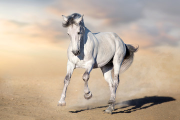 Fototapeta na wymiar White horse run gallop in desert dust against blue sky