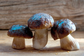 Three wild white mushrooms standing in a row on a wooden Board
