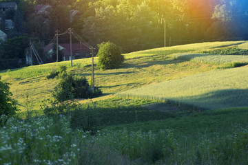 Landscape of the summer green field with trees, sunset. Rural landscapes.