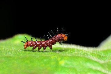 Caterpillar Moving (Gulf Fritillary) on Passion Vine Asia