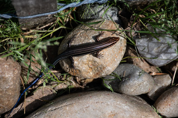 Lizard