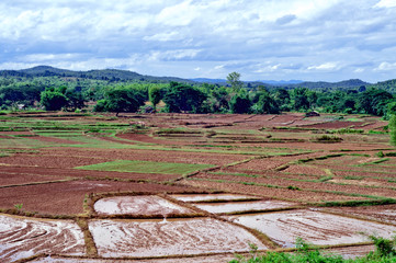 Fototapeta na wymiar Area for growing rice Near the mountain forest