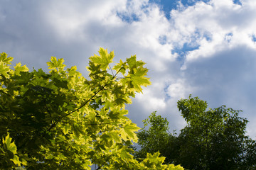sky and leaves
