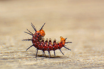 Caterpillar Moving (Gulf Fritillary) on Passion Vine Asia