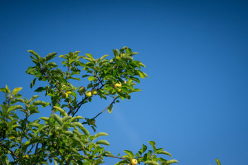 Sunny apple tree top, ripe fruits on branches, blue sky background